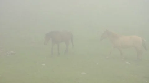 Horses 库存影片 8679844