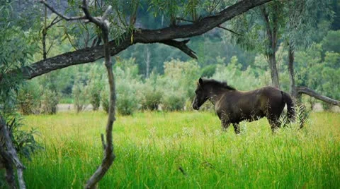 Horses Видео 8914050