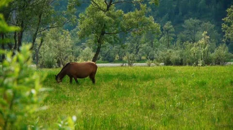 Horses Vídeo Stock 8914078