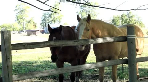 Horses Stock Footage 8969438