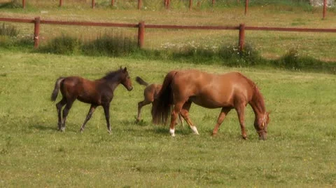 Horses Stock Footage 8973968