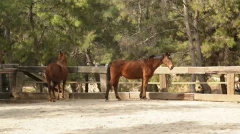 Horses Stock Footage 10727611
