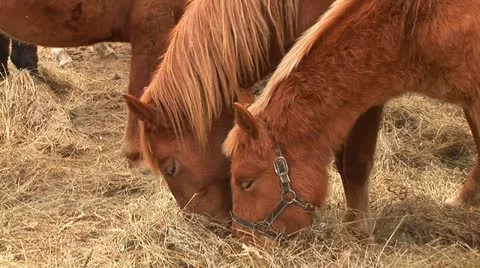 Horses Stock Footage 10805033