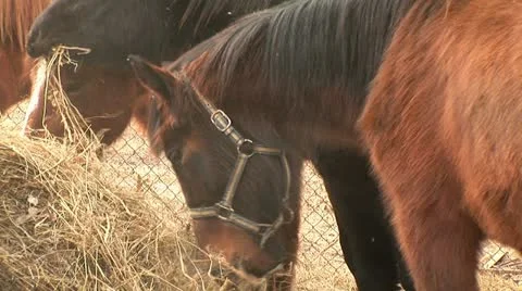 Horses Stock Footage 10805047