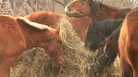 Horses Stock Footage 10805051
