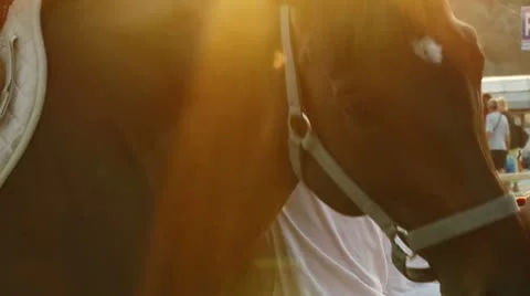 Horses Stock Footage 11315259