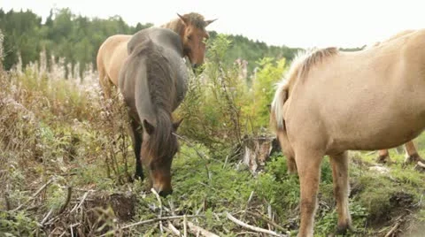 Horses 스톡 동영상 11884080