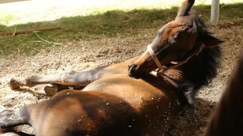 Horses Stock-Footage 12254625