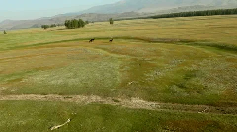 Horses Stock Footage 12622882