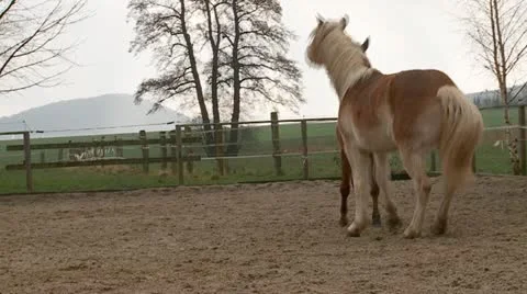 Horses Video stock 19291554