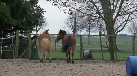 Horses Stock Footage 19317788