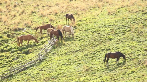 Horses Video stock 24801452