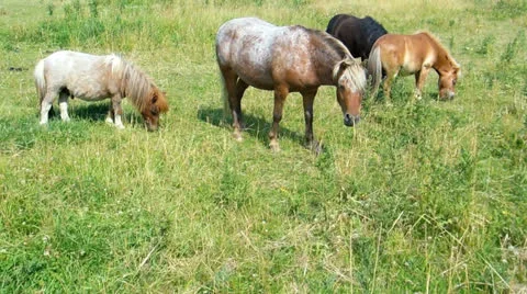 Horses Video stock 25641290