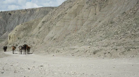 Horses Stock Footage 26381518