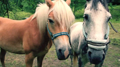 Horses Stock Footage 27639442