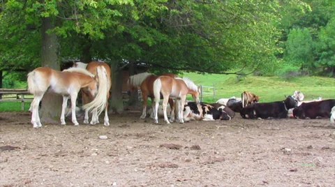 Horses Stock Footage 28575833