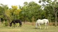 Horses Video HD