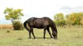 Horses Video HD