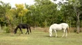 Horses Video HD