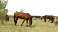 Horses Video HD