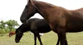 Horses HD 影片