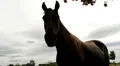 Horses Video HD