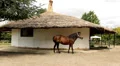 Horses Video HD