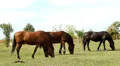 Horses HD 影片