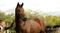 Horses Video HD