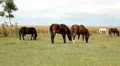 Horses HD Footage