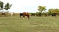 Horses Video HD