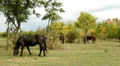 Horses Video HD