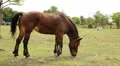 Horses HD Footage