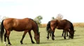 Horses Video HD