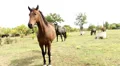 Horses Video HD