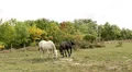 Horses HD 影片