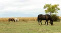 Horses Video HD