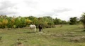 Horses HD Footage
