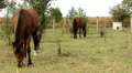 Horses HD 影片