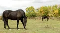 Horses Video HD