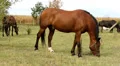 Horses Video HD