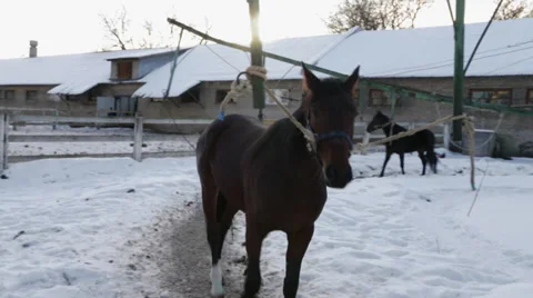 Horses Stockbeeldmateriaal 33474066