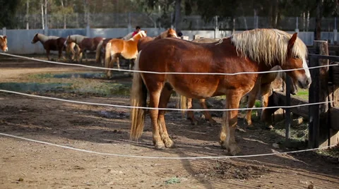 Horses Stock Footage 34280524
