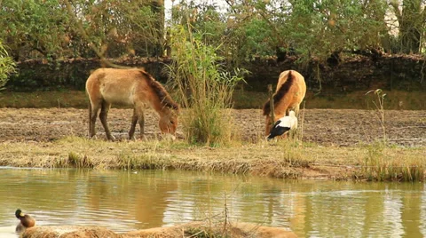 Horses Video stock 36168698