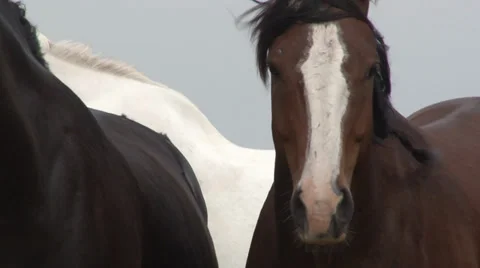 Horses Stock Footage 36276947