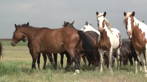 Horses Stock Footage 36280922