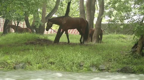 Horses Stock Footage 51364515