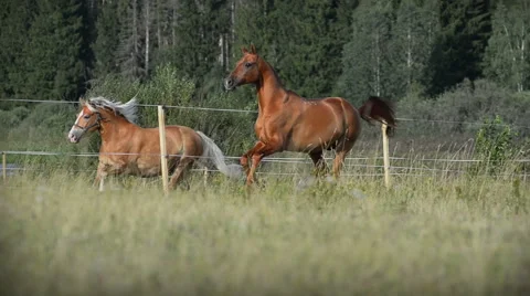 Horses Stock Footage 54047476