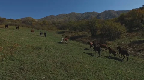 Horses Stock Footage 59960096