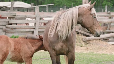 Horses Stock Footage 76940047